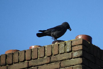 Waarom broeden kauwen in onze schouw